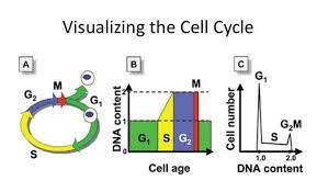 آنالیز بررسی چرخه سلولی(Cell Cycle) و پلوئیدی(Ploidy) در سلول های جانوری و گیاهی به روش فلوسایتومتری