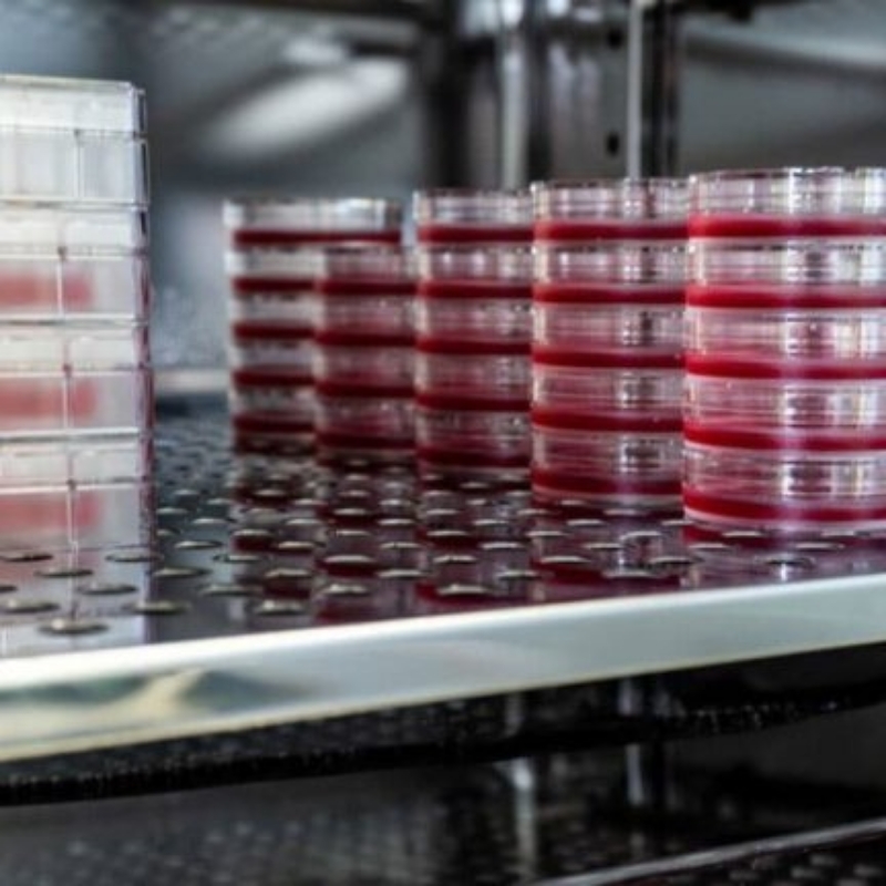 آزمون تشخیص آلودگی کشت های سلولی با مایکوپلاسما با استفاده از فلورروکروم بیس بنزامید متصل شونده با DNA