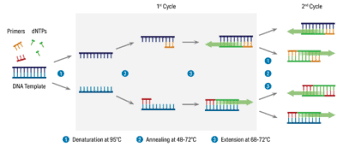 آنالیز شناسایی ارگانیسم های تغییر ژنتیکی یافته و محصولات حاصل از آنها با روش PCR
